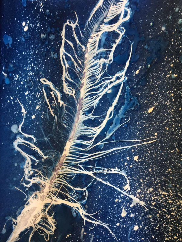 Feather, cyanotype print